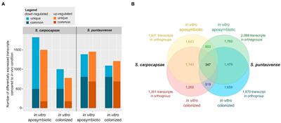 Transcriptomic Analysis of Steinernema Nematodes Highlights Metabolic Costs Associated to Xenorhabdus Endosymbiont Association and Rearing Conditions